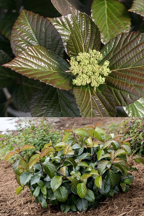 Shiny Dancer Viburnum - 2 Gallon Pot 6 Shiny Dancer Viburnum - 2 Gallon Pot - Image 6