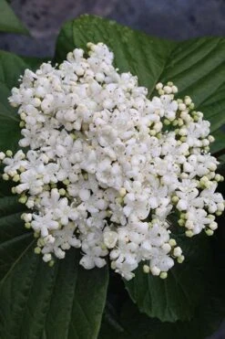 Shiny Dancer Viburnum - 2 Gallon Pot 13 Shiny Dancer Viburnum - 2 Gallon Pot -Best Bush Shop viburnum shiny dancer 4 500x750 1