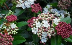 Spring Bouquet Viburnum - 6 Pack Of 1 Gallon Pots 12 Spring Bouquet Viburnum - 6 Pack Of 1 Gallon Pots -Best Bush Shop viburnum spring bouquet 800x500 1