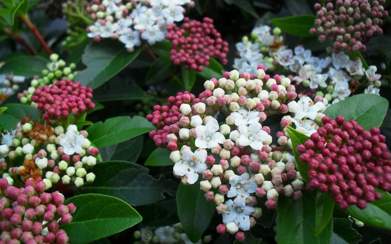 Spring Bouquet Viburnum - 6 Pack Of 1 Gallon Pots 6 Spring Bouquet Viburnum - 6 Pack Of 1 Gallon Pots - Image 6