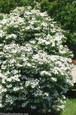 Summer Snowflake Viburnum - 1 Gallon Pot -Best Bush Shop viburnum summer snowflake 102