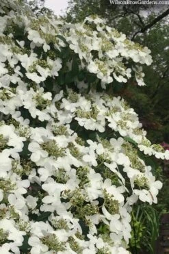 Summer Snowflake Viburnum - 1 Gallon Pot -Best Bush Shop viburnum summer snowflake 105