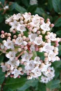 Spring Bouquet Viburnum - 1 Gallon Pot -Best Bush Shop viburnum tinus spring bouquet 1 1