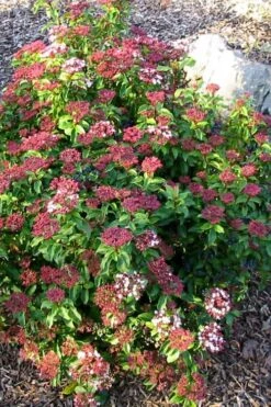 Spring Bouquet Viburnum - 1 Gallon Pot -Best Bush Shop viburnum tinus spring bouquet 2 1