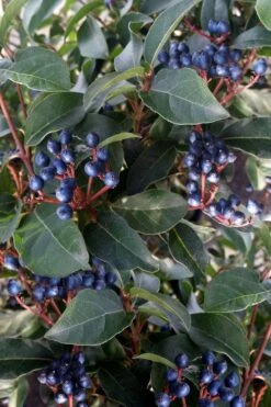 Spring Bouquet Viburnum - 3 Gallon Pot -Best Bush Shop viburnum tinus spring bouquet 5 2