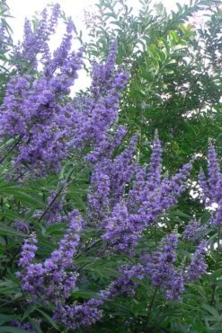 Shoal Creek Chaste Tree (Vitex) - 5 Gallon Pot