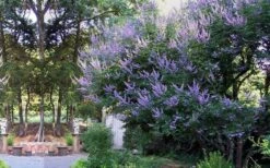 Shoal Creek Chaste Tree (Vitex) - 5 Gallon Pot -Best Bush Shop vitex agnus castus shoal creek chaste tree 53