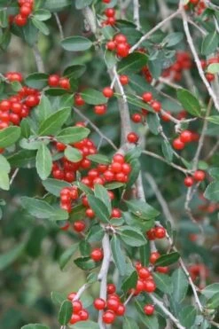 Weeping Yaupon Holly (Ilex Vomitoria 'Pendula') - 7 Gallon Pot (7-8') 12 Weeping Yaupon Holly (Ilex Vomitoria 'Pendula') - 7 Gallon Pot (7-8') -Best Bush Shop yaupon holly weeping 13
