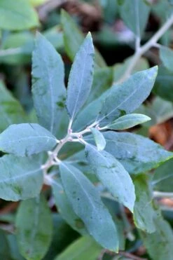 Woodlanders Blue Dusty Zenobia (Honeycup) - 3 Gallon Pot -Best Bush Shop zenobia woodlanders blue 21 1