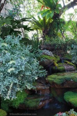 Woodlanders Blue Dusty Zenobia (Honeycup) - 1 Gallon Pot 11 Woodlanders Blue Dusty Zenobia (Honeycup) - 1 Gallon Pot -Best Bush Shop zenobia woodlanders blue 25