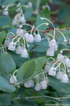 New Products 7 Woodlanders Blue Dusty Zenobia (Honeycup) - 3 Gallon Pot